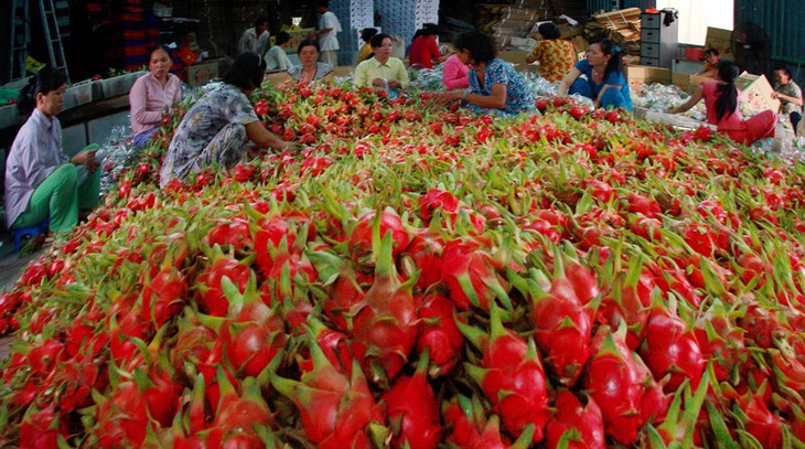Вьетнамским овощам и фруктам вновь будет выдана лицензия на экспорт в Европу - ảnh 1